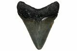 Serrated, Juvenile Megalodon Tooth - North Carolina #351200-1
